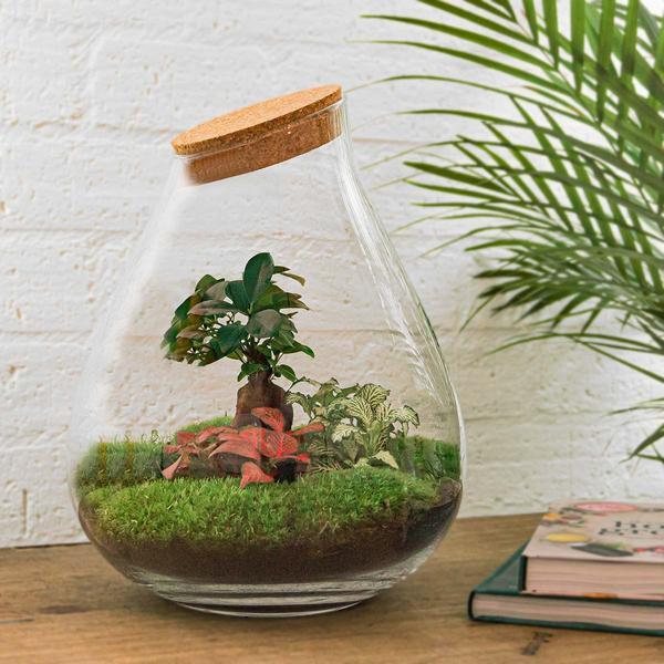 DIY terrarium - Drop XL Bonsai -↕ 37 cm - Rake + Shovel + Tweezer + Scissors  BotanicBridge