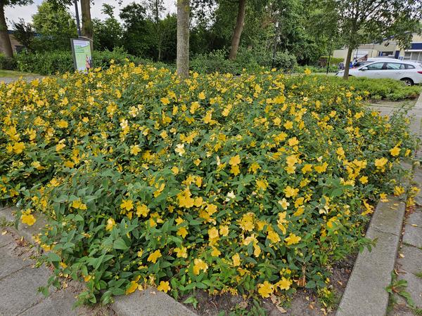 Hypericum 'Hidcote' - ↕10-25cm - Ø9cm - 20x  BotanicBridge