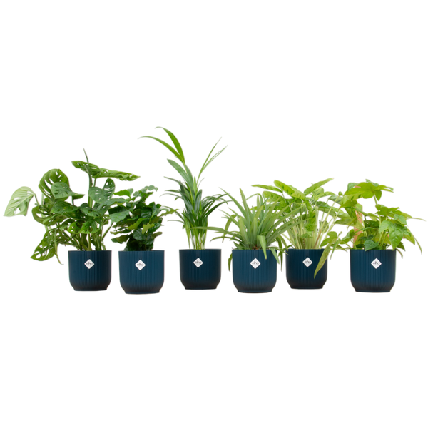 Verrassingsbox - 6 planten inclusief elho Vibes Fold Round Ø14 blauw  BotanicBridge