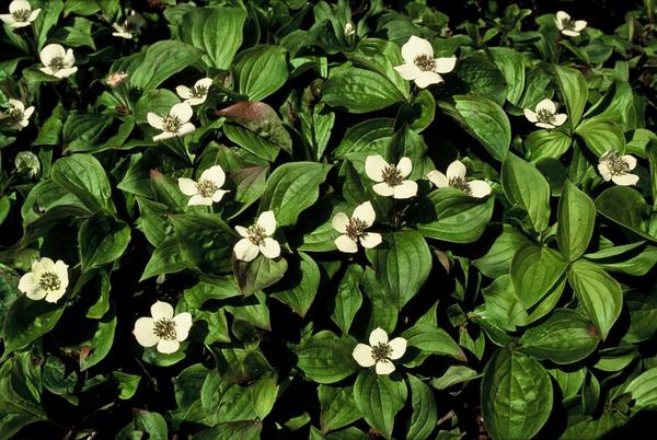 Cornus canadensis - ↕10-25cm - Ø9cm - 20x  BotanicBridge