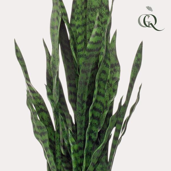 Kunstplant - Sanseveria black coral - Vrouwentong - 97 cm  BotanicBridge