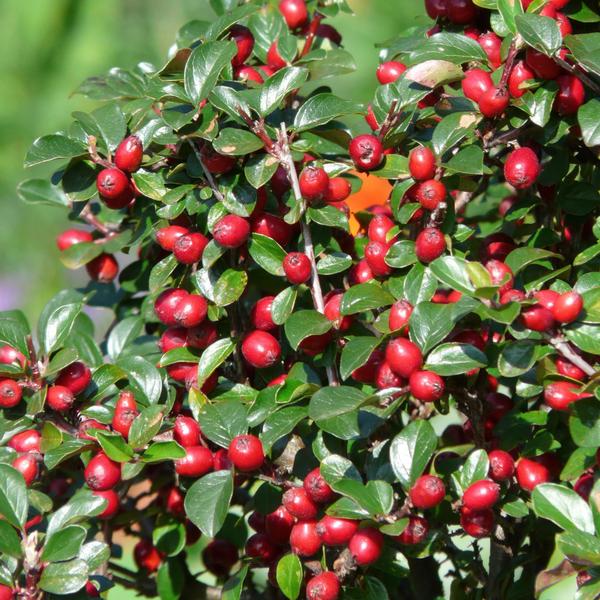 Cotoneaster dam. 'Major' - ↕25cm - Ø9cm  - 12x  BotanicBridge