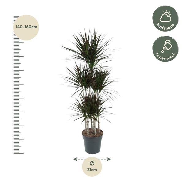 Dracaena Magenta Carrousel - 150cm - ø31  BotanicBridge