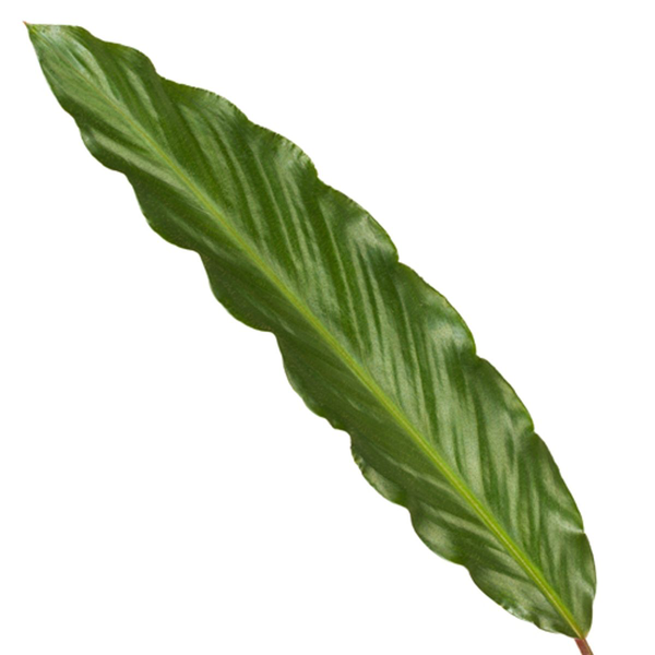 Calathea Wavestar - 80 cm - Ø19cm  BotanicBridge