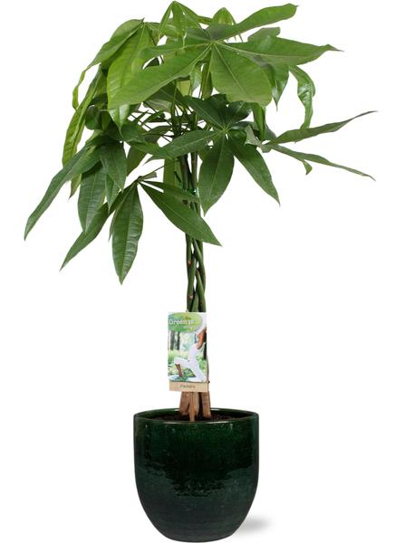 Pachira Aquatica - Ø21cm - ↕90cm + Jolin Pot D24x23cm - Groen  BotanicBridge