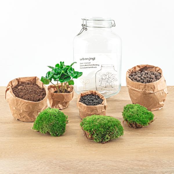 DIY terrarium - Jar - Coffea Arabica - ↕ 28 cm - Rake + Shovel  BotanicBridge