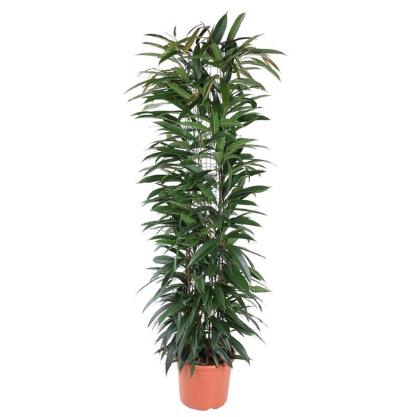 Ficus Alii King zuil - 150 cm - ø29  BotanicBridge