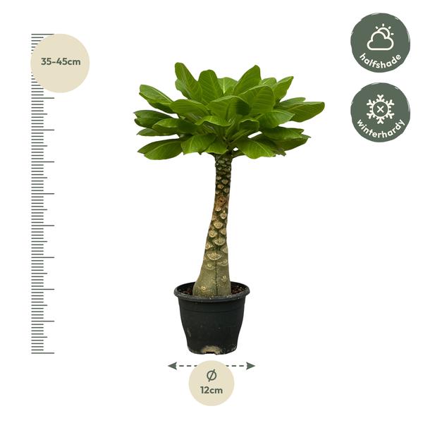 Birghamia Insignis - 30 cm - Ø12cm  BotanicBridge