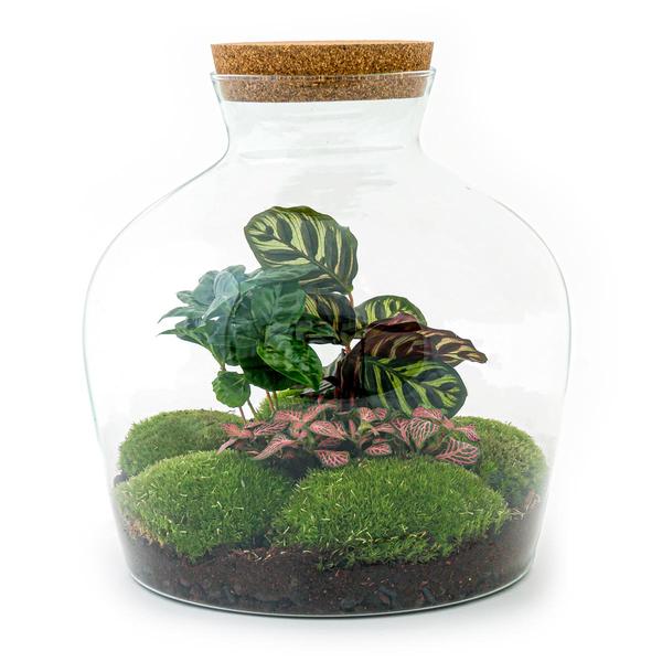 DIY terrarium - Fat Joe Coffea - ↕ 30 cm - Rake + Shovel + Tweezer  BotanicBridge