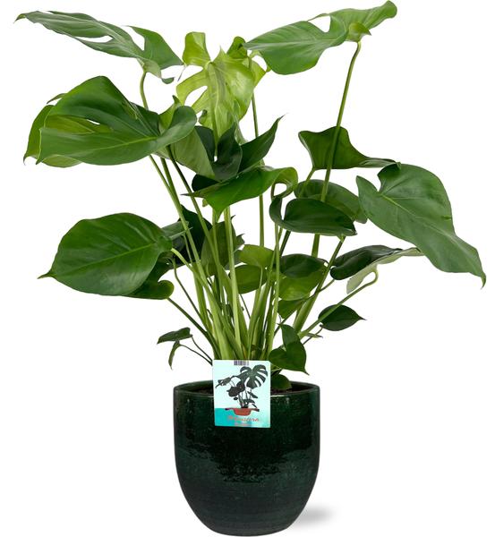 Monstera Deliciosa - Ø19cm - ↕60cm + Jolin Pot D20x18cm - Groen  BotanicBridge