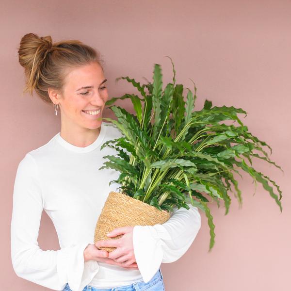 Calathea Rufibarba met Sofia mand naturel - 55cm - Ø17  BotanicBridge