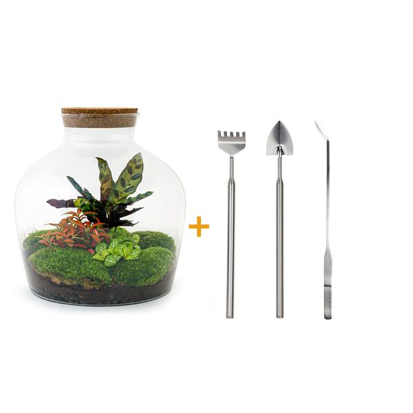 DIY terrarium - Fat Joe Rood - ↕ 30 cm - Rake + Shovel + Tweezer  BotanicBridge