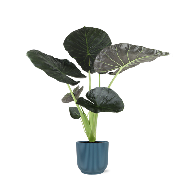 Alocasia Regal Shield Ø21cm - ↕100cm in Vibes in BLAUW pot  BotanicBridge