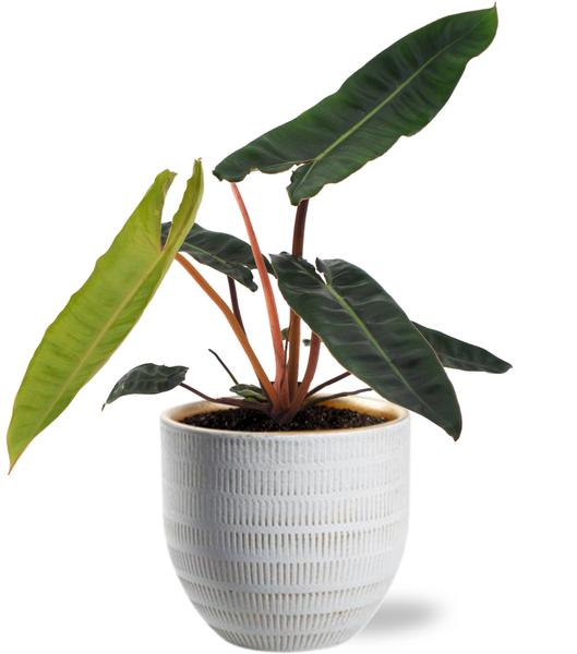 Philodendron Billietiae - Ø12cm - ↕25cm + Beau Pot D14x13cm - Wit  BotanicBridge