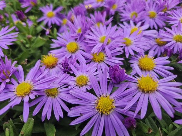 Aster (D) 'Prof. Anton Kippenberg'  - ↕10-25cm - Ø9cm - 20x  BotanicBridge