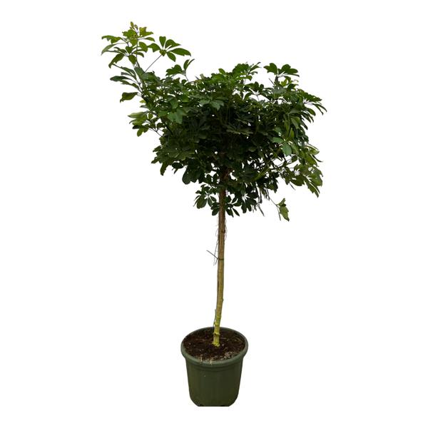 Schefflera Nora stam - 220 cm - Ø45cm  BotanicBridge