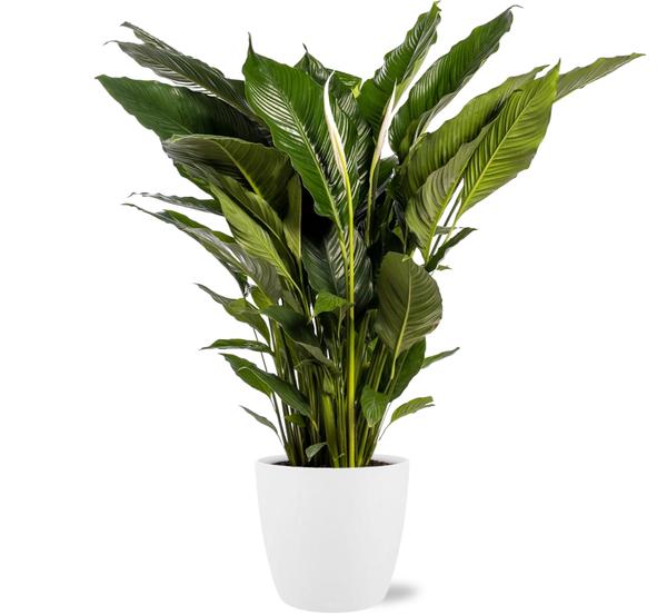 Spathiphyllum Sweet Sebastiano - Ø24cm - ↕110cm + Pot Brussels D25x23cm - Wit  BotanicBridge