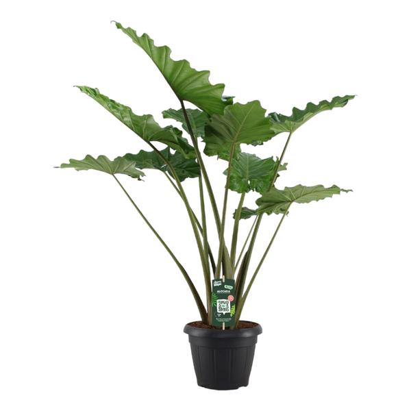 Alocasia Portodora - 140 cm - Ø34cm  BotanicBridge