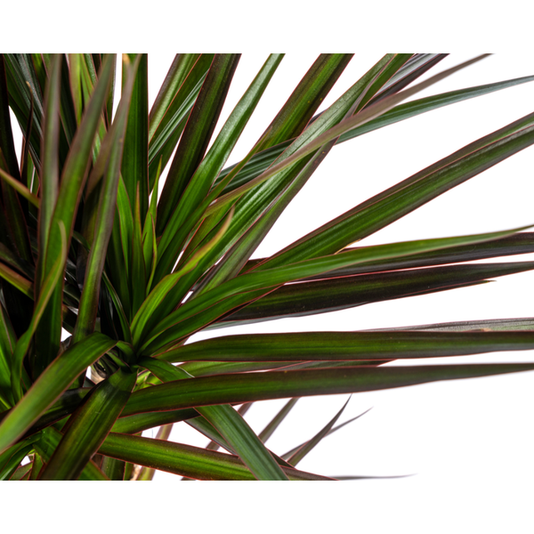 Dracaena Marginata Magenta Ø17cm - ↕60cm  BotanicBridge