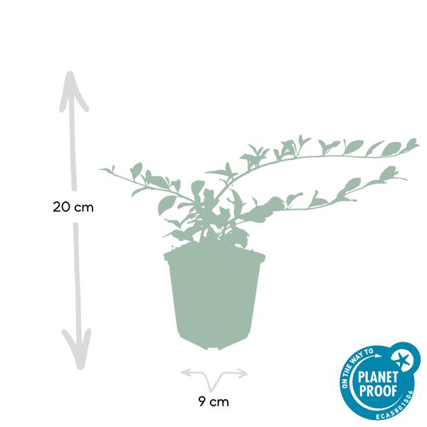 Cotoneaster dammeri - ↕10-25cm - Ø9cm - 20x  BotanicBridge