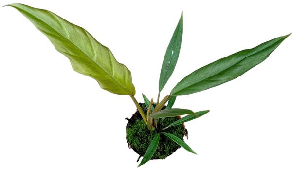 Philodendron Caramel Pluto - Ø10,5cm - ↕25cm  BotanicBridge