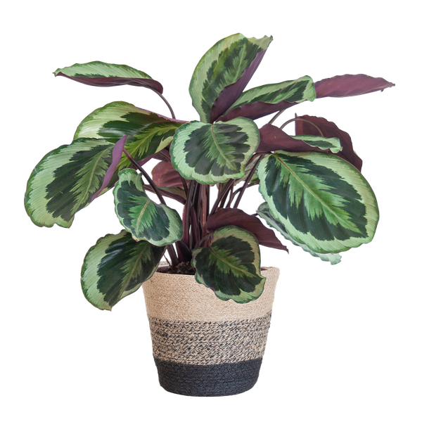 Calathea Medaillon met Lissabon mand zwart - 65cm - Ø19  BotanicBridge