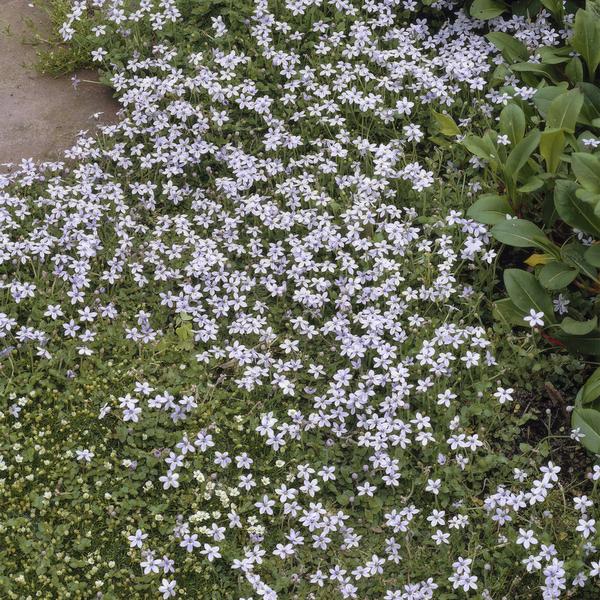 Isotoma fluviatilis - ↕10-25cm - Ø9cm  - 6x  BotanicBridge