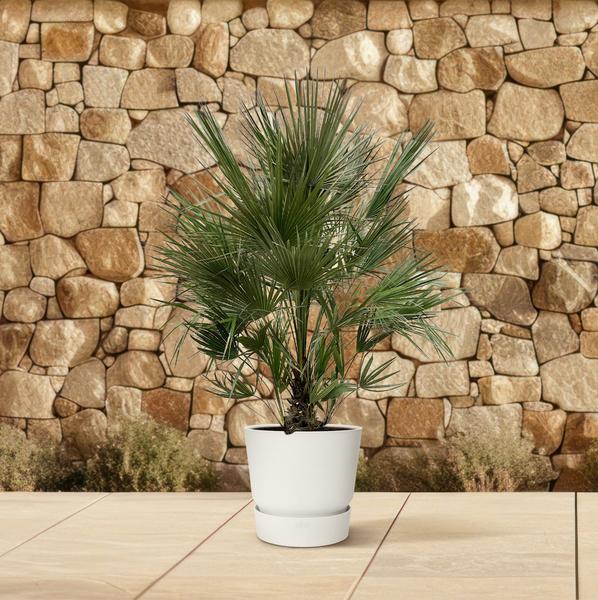 Chamaerops Humilis struik - 200 cm - ø40  BotanicBridge