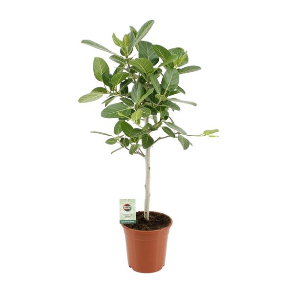 Ficus Benghalensis Petite Audrey - Ø21cm - ↕75cm  BotanicBridge