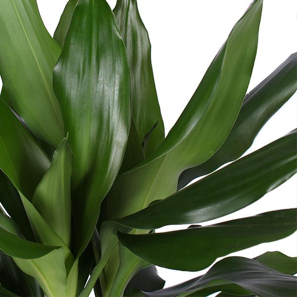 Dracaena Janet Lind Ø21cm - ↕90cm in Vibes ROZE pot  BotanicBridge