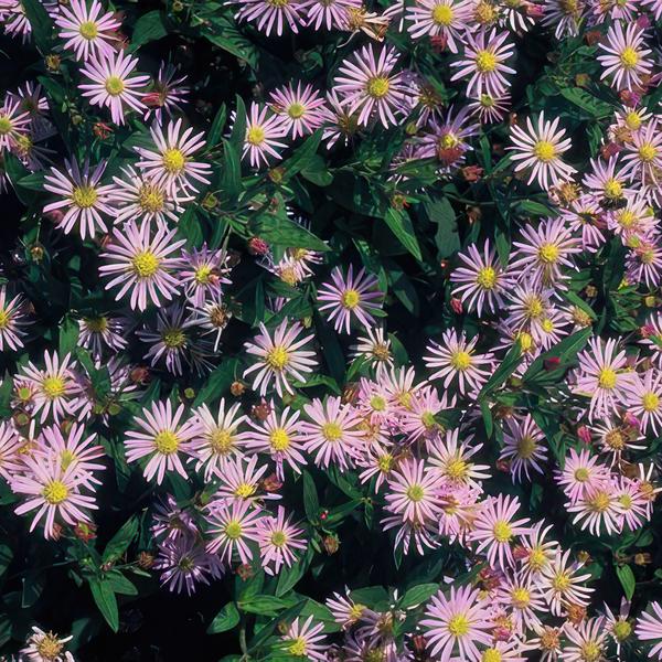 Aster ageratoides 'Asran' - ↕10-25cm - Ø9cm - 20x  BotanicBridge