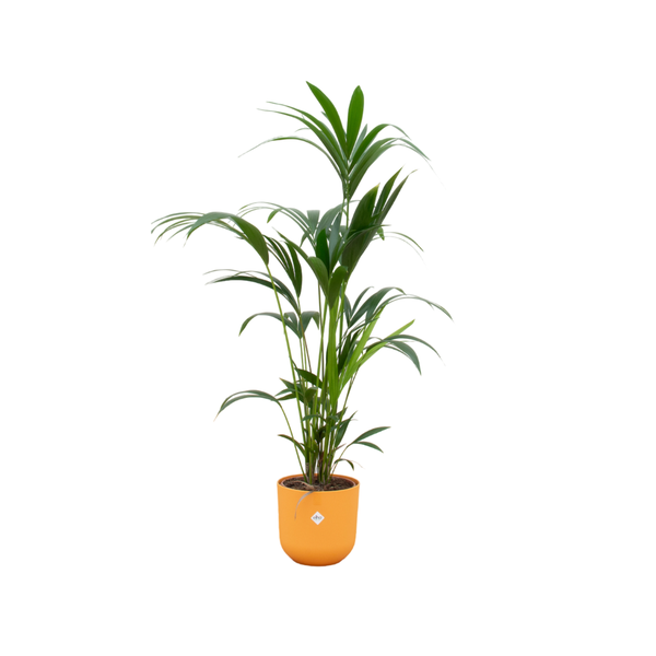 Combi deal - Kentia palm inclusief elho Jazz Round geel Ø26 - 160 cm  BotanicBridge