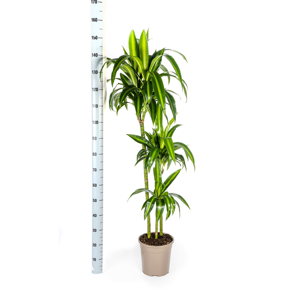 Dracaena Deremensis Hawaiian Sunshine Ø24cm - ↕140cm  BotanicBridge