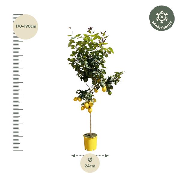 Citroenboom - 180 cm - ø24  BotanicBridge