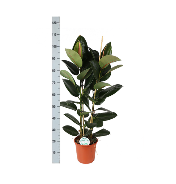 Ficus Elastica Robusta Ø24cm - ↕110cm in Boule ANTRACIET pot  BotanicBridge