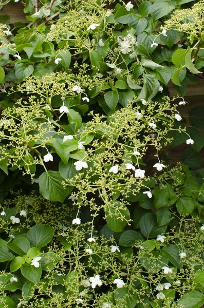 Hydrangea petiolaris - Klimhortensia - Ø15cm - ↕65cm  BotanicBridge