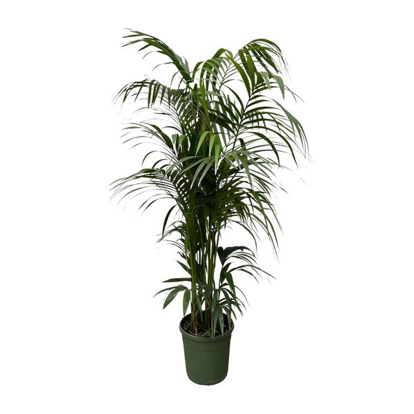 Kentia palm - 230 cm - ø38  BotanicBridge