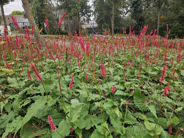 Persicaria amplexicaulis - ↕10-25cm - Ø9cm - 6x  BotanicBridge