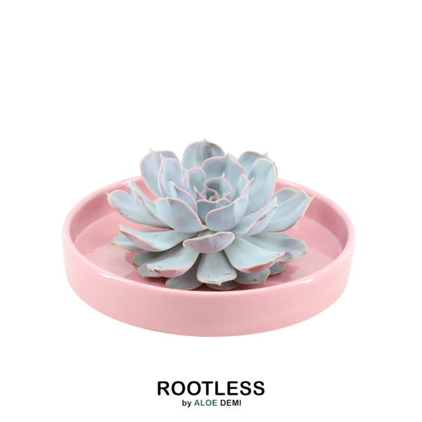 ROOTLESS Succulent Echeveria Lilacina in schaal 'Pink' Ø20 cm - ↕5 cm  BotanicBridge