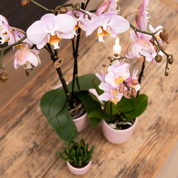 Kolibri Home | Glazed bloempot - Roze keramieken sierpot met glans - Ø6cm  BotanicBridge