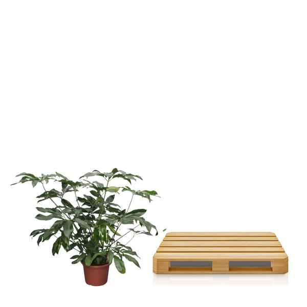 Philodendron Green Wonder XL - 140 cm - ø45  BotanicBridge