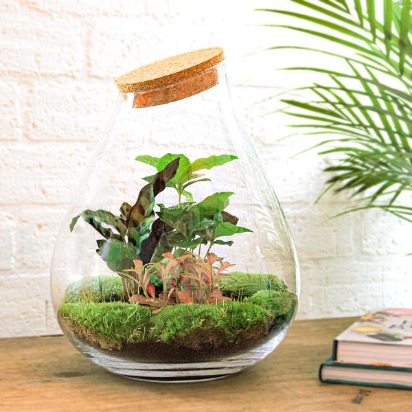 DIY terrarium - Drop XL Rood - ↕ 37 cm - Rake + Shovel  BotanicBridge