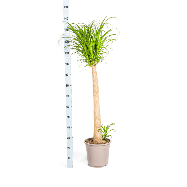 Beaucarnea Recurvata Stam Ø27cm - ↕120cm  BotanicBridge