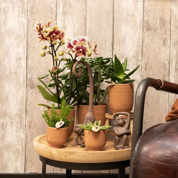 Kolibri Home | Glazed bloempot - Cognac keramieken sierpot met glans - Ø12cm  BotanicBridge