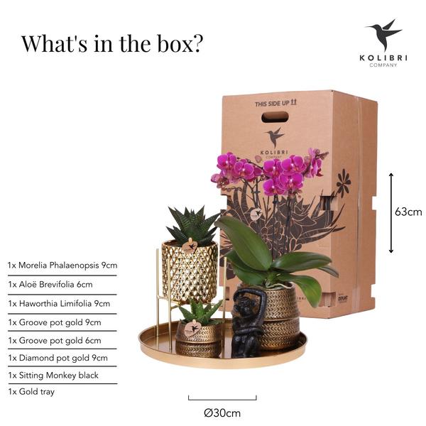 Kolibri Company | Gift set Hotel Chic| Plantenset met paarse Phalaenopsis Orchidee en Succulenten incl. keramieken sierpotten  BotanicBridge