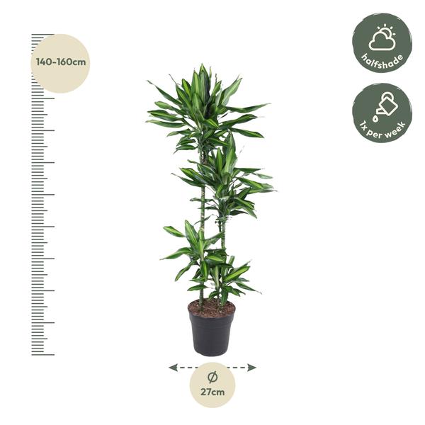 Dracaena Cintho - 150 cm - ø27  BotanicBridge