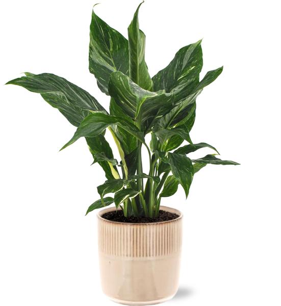 Spathiphyllum Diamond - Ø12cm - ↕40cm + Terni Pot D13,5x13cm - Roze  BotanicBridge