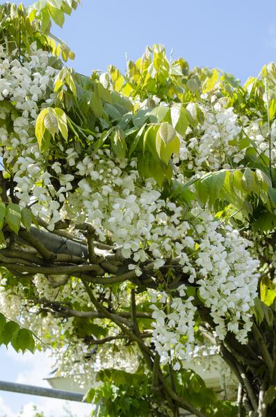 Wisteria floribunda Alba - Witte regen - Ø15cm - ↕65cm  BotanicBridge