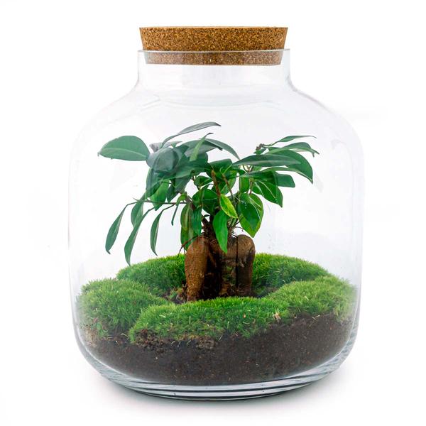 DIY terrarium - Billie Bonsai - ↕ 29 cm - Rake + Shovel + Tweezer  BotanicBridge