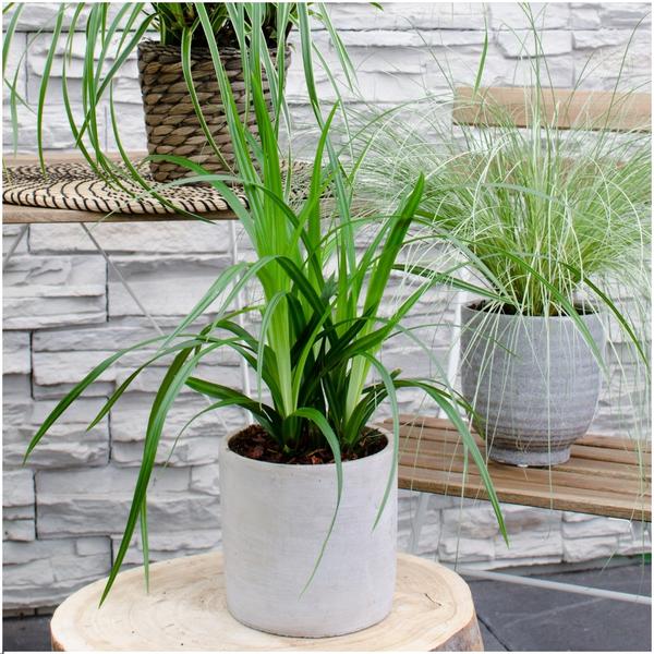 6 x Carex morrowi 'Irish Green' - Ø 14 cm - ↨ 25 cm  BotanicBridge